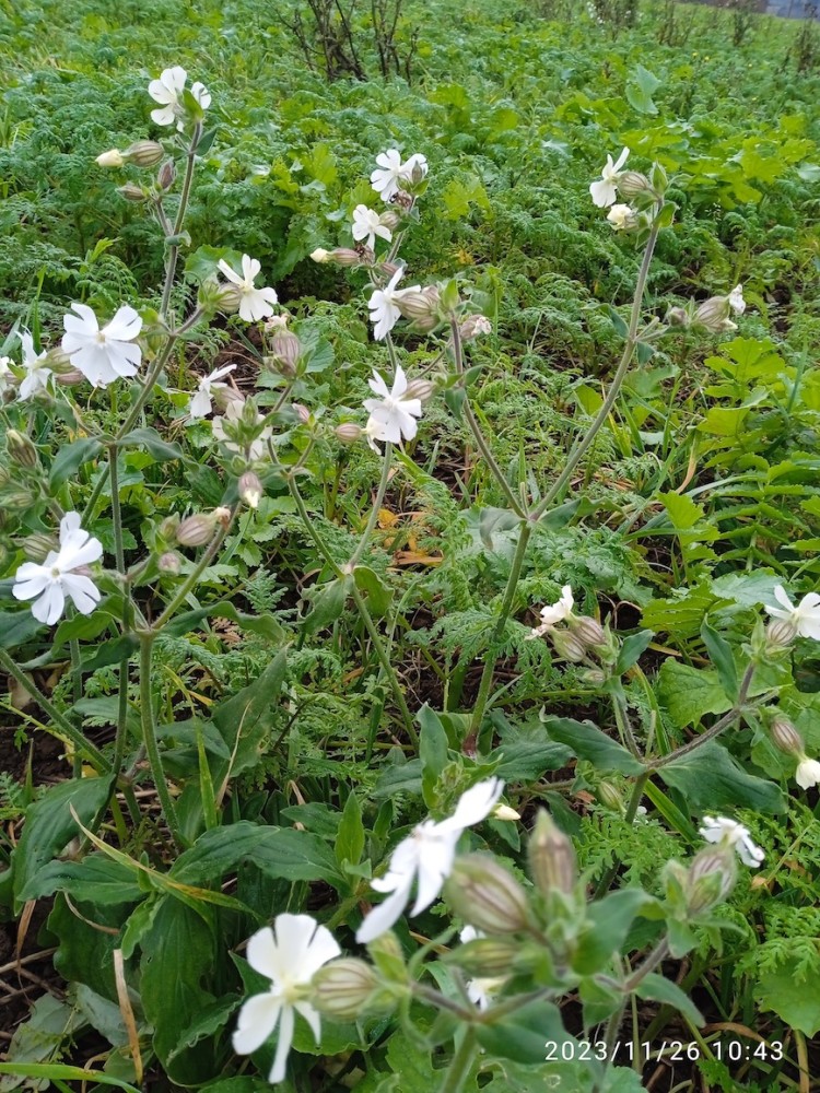 silène &quot;compagnon blanc&quot;