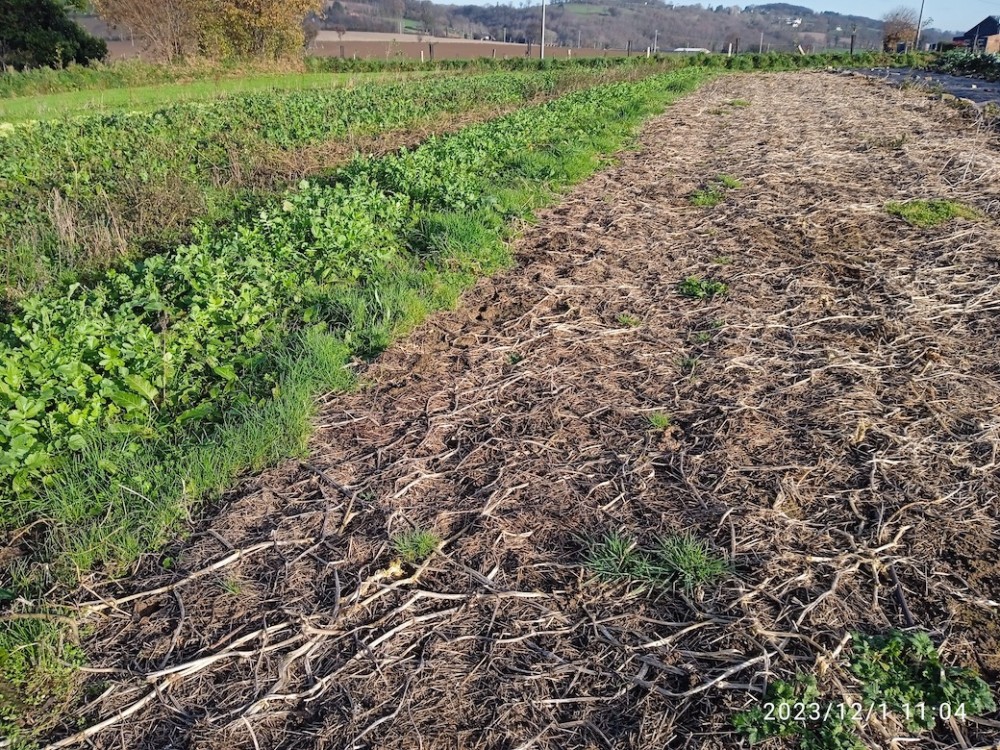 La grande quantité de matière organique laissée en place en couverture entre les rangs de légumes favorise certainement &quot;la vie du sol&quot; et toute l'entomofaune liée à cette couche d'humus.