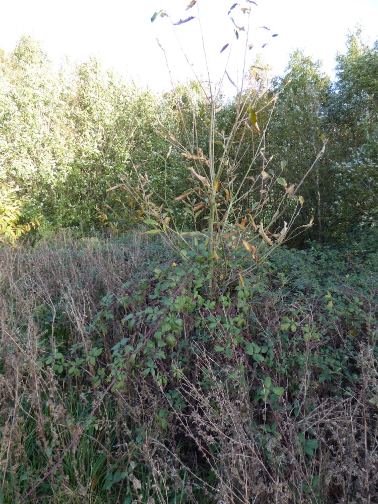 plant du même âge protégé par un roncier.