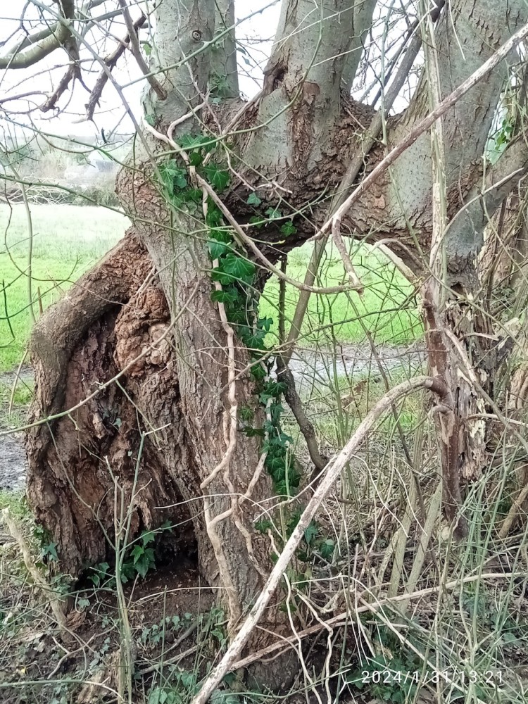 Arbre têtard et jeunes branches en rejet sur tronçon courbé.