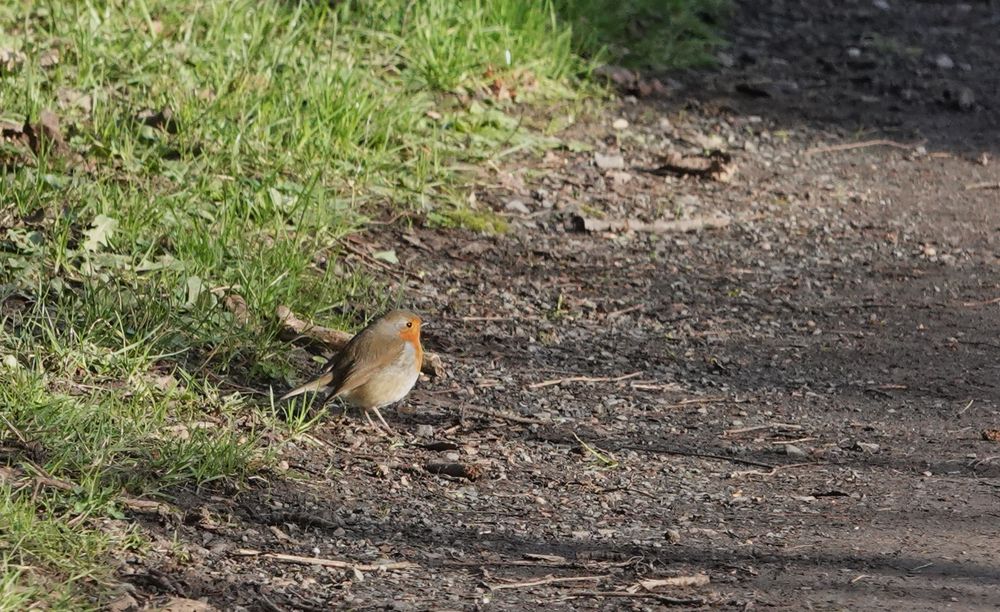 Le rougegorge familier se nourrit au sol sur le chemin périphérique