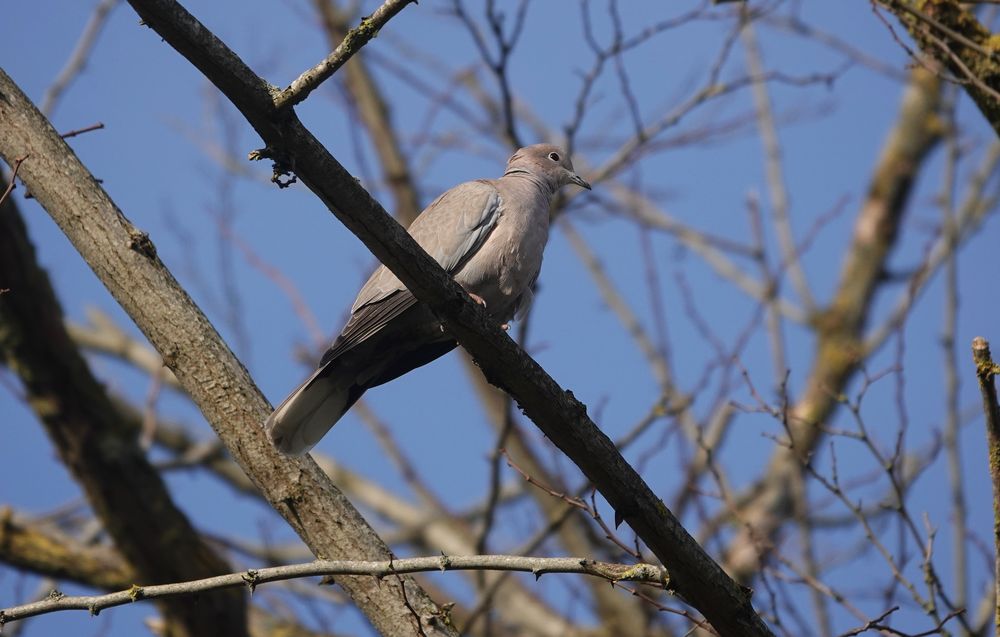 La tourterelle turque n'est pas un oiseau forestier bien sûr mais elle vient se percher de temps à autre en bordure du bois et peut aussi chercher de la nourriture dans les allées intérieures.