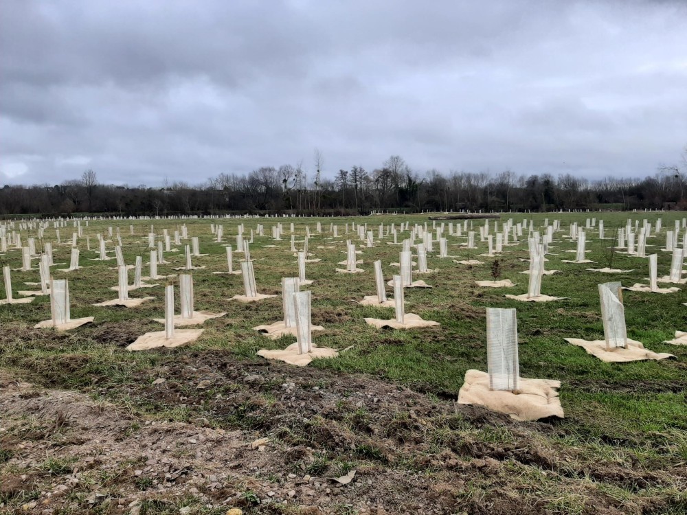 Plantation de centaines de jeunes plants entre la voie verte et la voie ferrée à Caen. Ph. Gachet