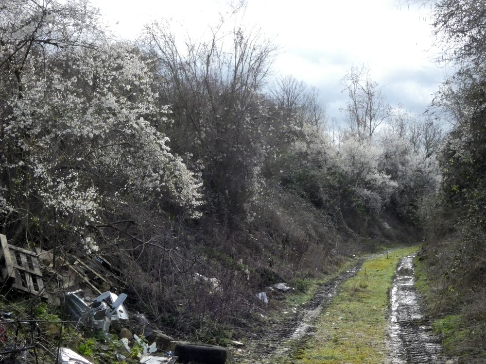 C'est un petit chemin qui sent bon etc