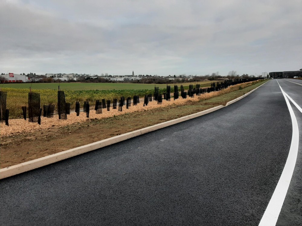 Plantations le long du nouveau boulevard. A l'arrière plan, l'église de Saint-Germain-la-Blanche-Herbe.