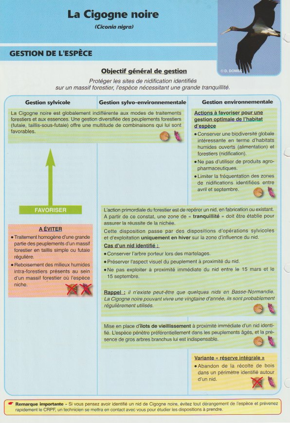 Fiche cigogne noire, verso