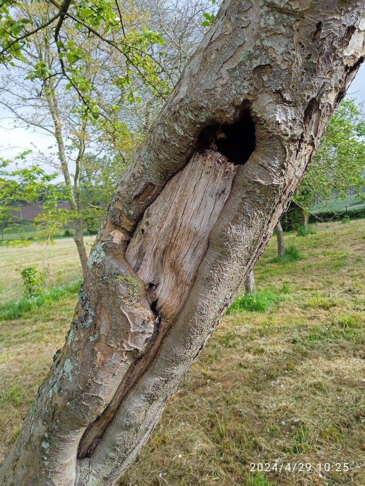 Ecorce blessée et cavité de pic épeiche : un vieux pommier qui fait la démonstration de l'intérêt de conserver un arbre même "fatigué".