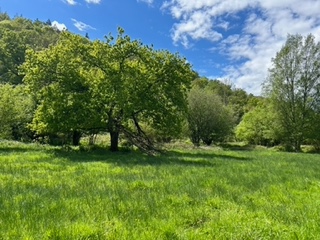 Prairie humide boisée. Photo G. Debout