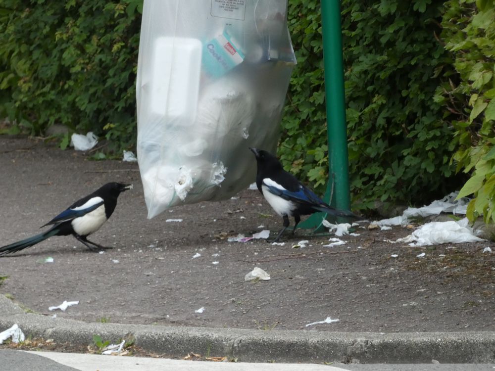 Bruno ne nous en voudra pas d'avoir ajouté une photo prise à Bretteville-sur-Odon/14 le 05/05/2024. Il y a encore des progrès à faire pour protéger les sacs poubelles sur la voie publique!