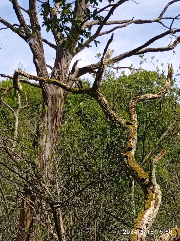 Arbres morts suite à la création de la cuvette de rétention.