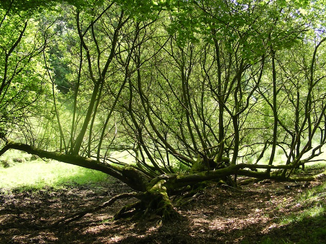 vieux saules.JPG