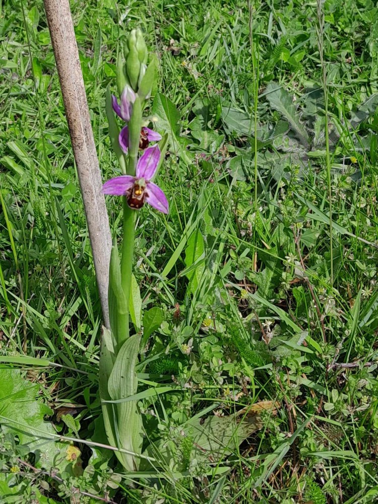 Une orchidée (O. apifera) sur la pelouse, le Tréport