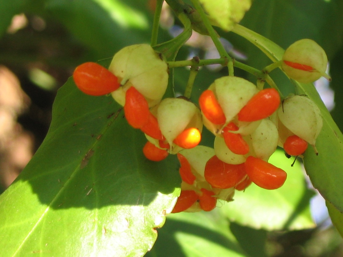 Fruits et graines du fusain "coloratus".JPG