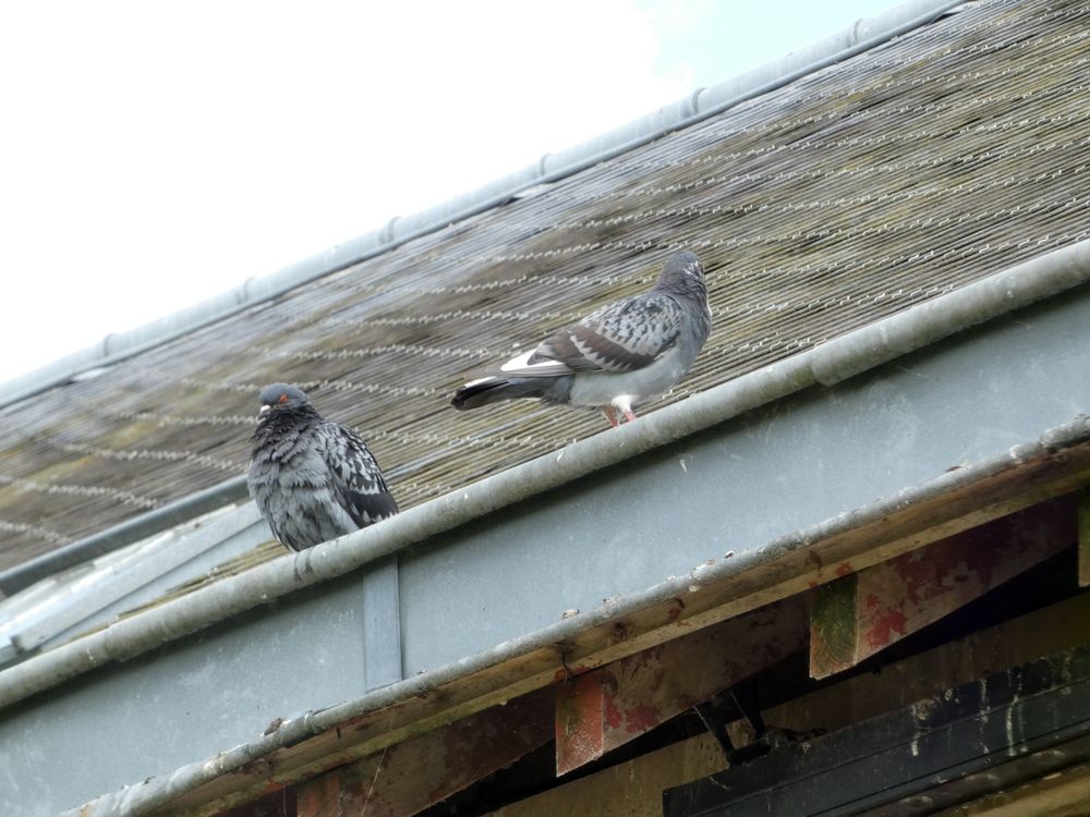 Une petite population de bisets domestiques se perpétue. Une vingtaine d'oiseaux en gros.