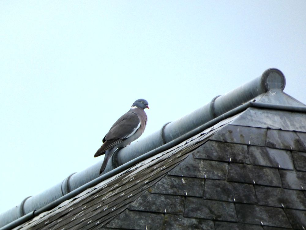 Le pigeon ramier se repose.