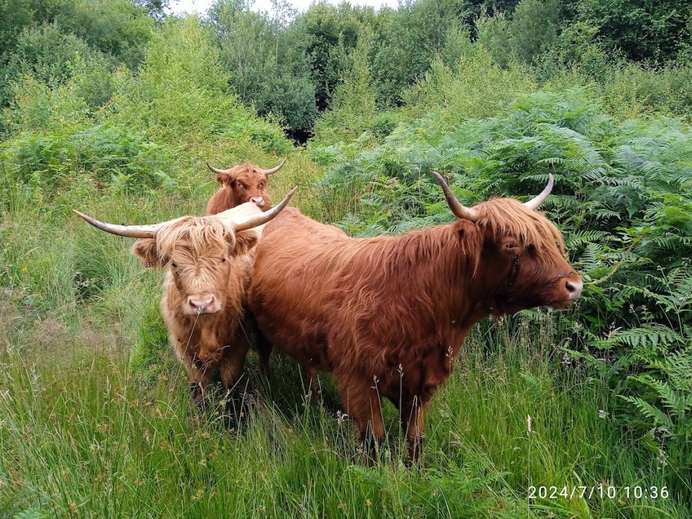 Bovins pour le maintien de la qualité des prairies et de l'ouverture du milieu (propriété du CEN).