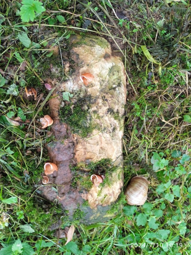 enclume de grive musicienne (l'escargot de Bourgogne posé à côté &quot;pour les besoins&quot; de la photo ne craint rien!)