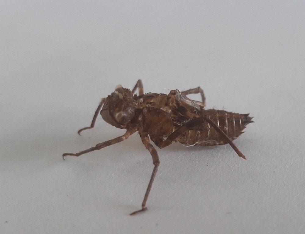 Larve de cordulie à corps fin (Oxygastra curtisii). Cette enveloppe vide (&quot;exuvie&quot;) est récupérée sur les racines des aulnes où l'individu vient terminer sa vie aquatique avant de s'envoler. (photo Louis-Marie Sourget)