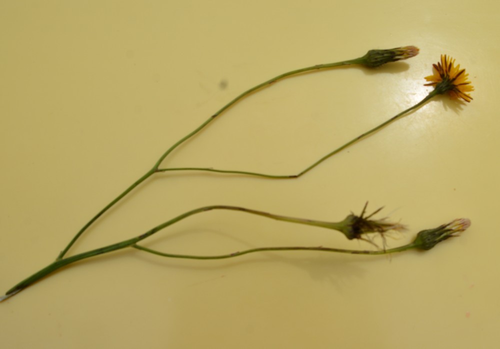 Plantes à fleurs et Fringilles : chardonnerets vus se nourrissant sur les inflorescences en graine des Porcelles (3 photos P. Frican)