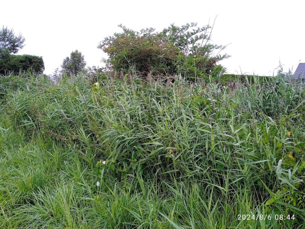 Quelques mètres de fossé à roselière entre ronciers, sureau et saules suffisent au phragmite des joncs (reliquat de cantonnement ou plutôt erratisme post nuptial) pour pousser quelques strophes au passage des observateurs.(photo J Collette)