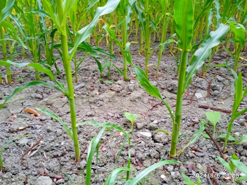 Le sol cultivé sous maïs est stérilisé par le désherbage. Il n'y a qu'en début d'automne avant l'ensilage que la parcelle va mimer une roselière devenant terrain de chasse de nombreux passereaux venus des haies voisines ou en migration, ou même de dortoir.