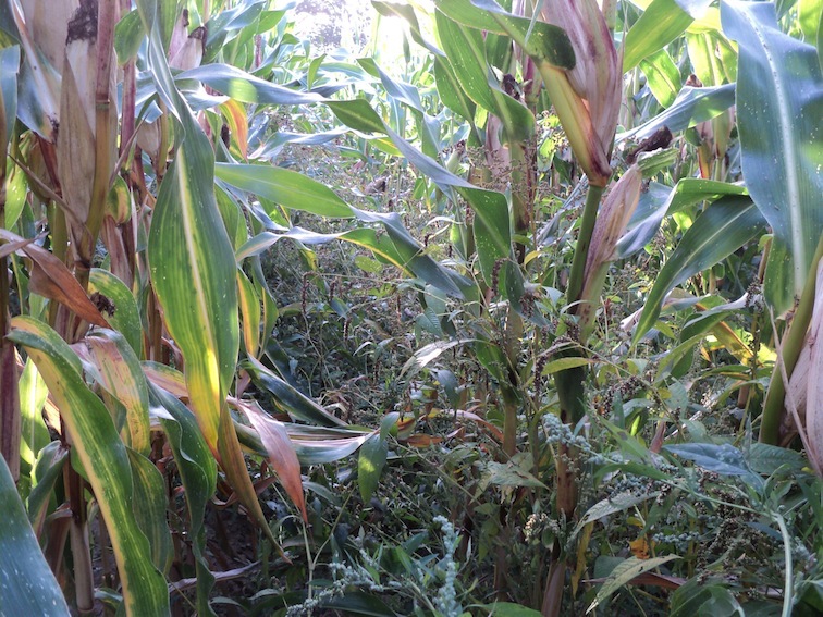 Pour comparaison, un &quot;sous bois&quot; de maïs cultivé sur une ferme bio en refuge du GONm à Lolif/50