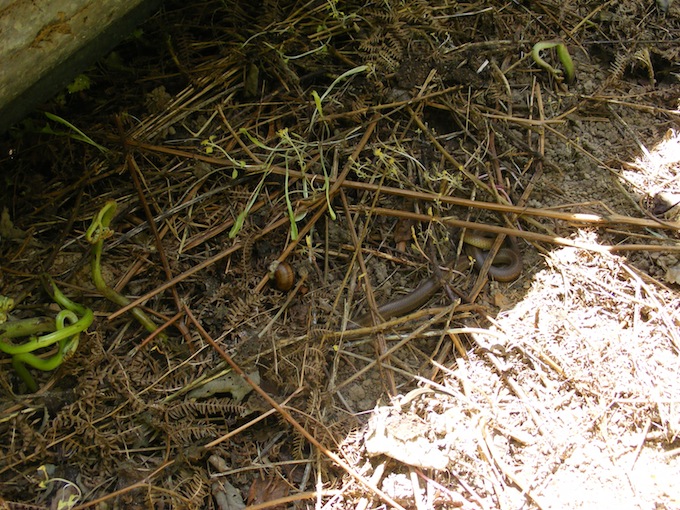 couleuvre d'esculape.JPG