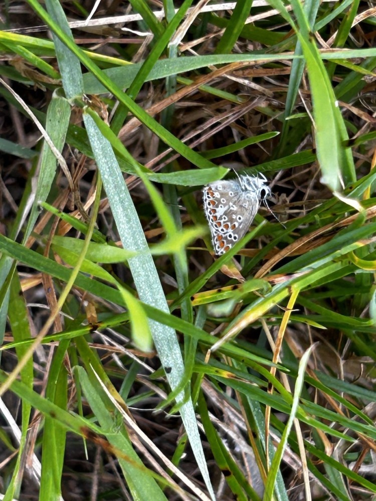 Polyommatus icarus