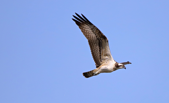 Balbuzard pêcheur167.jpg