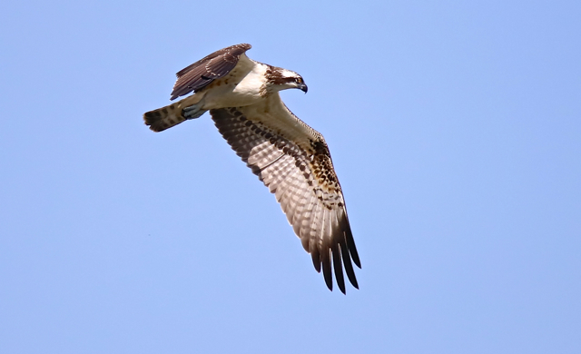 Balbuzard pêcheur168.jpg