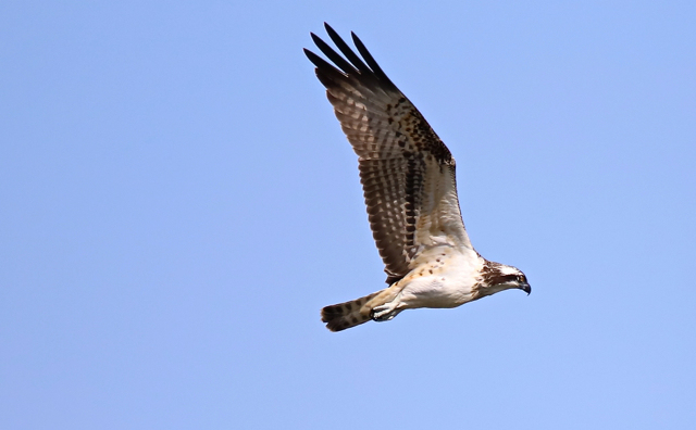 Balbuzard pêcheur169.jpg