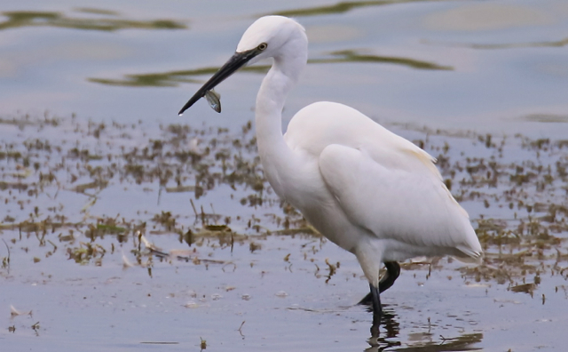 Aigrette garzette195.jpg