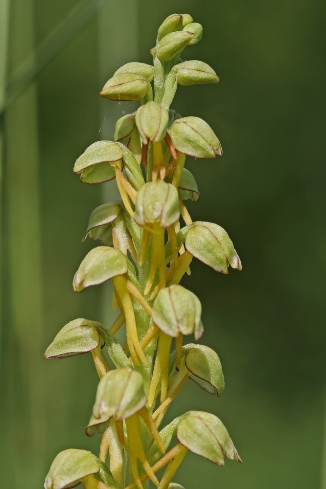 Orchis anthropophora (photo Guy Béteille)
