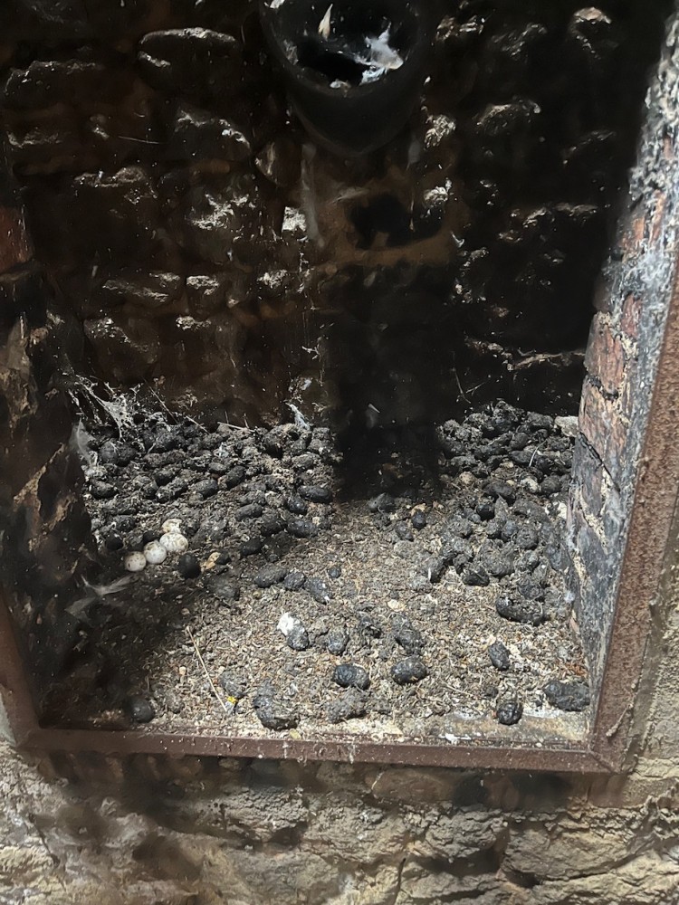 gite de l'effraie dans la cheminée avec pelotes dont certaines fraiches; une ponte de 4 oeufs est abandonnée.