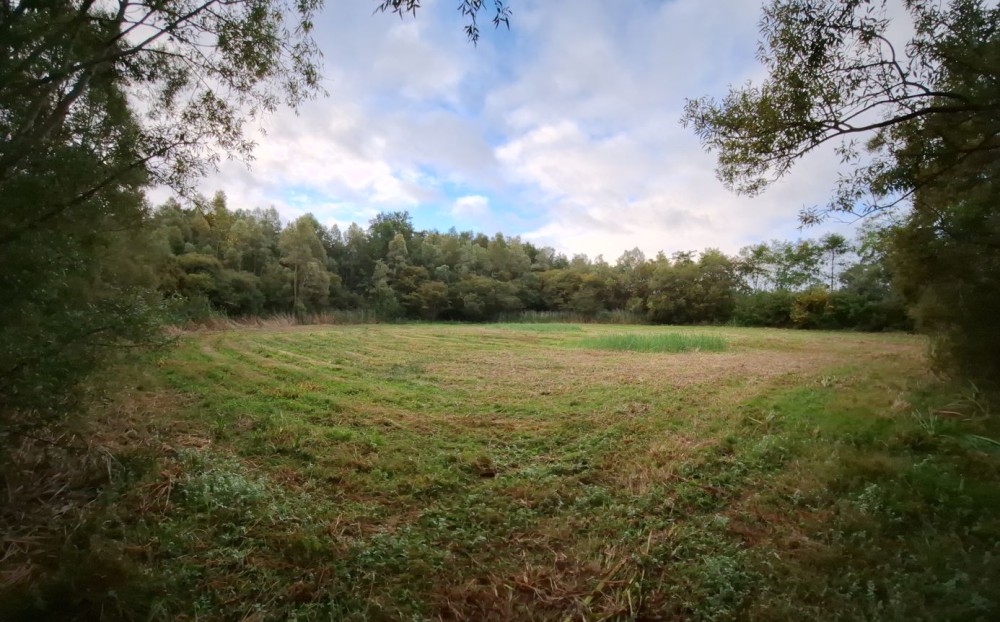 clairière.jpg