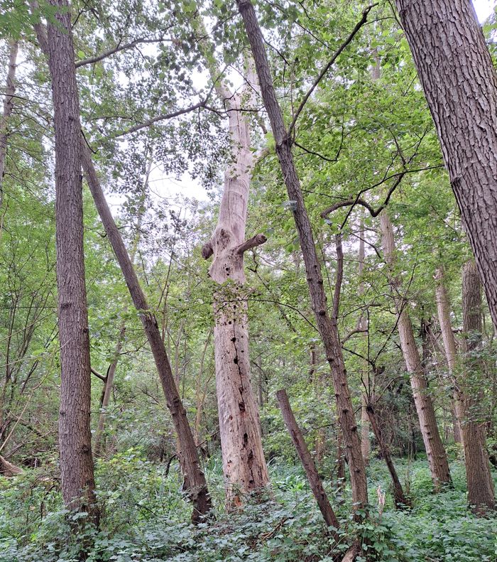 arbre_mort.jpg