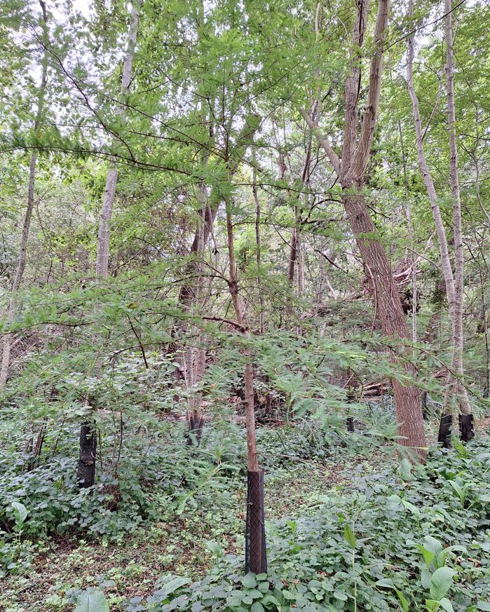 cyprès_chauve.jpg