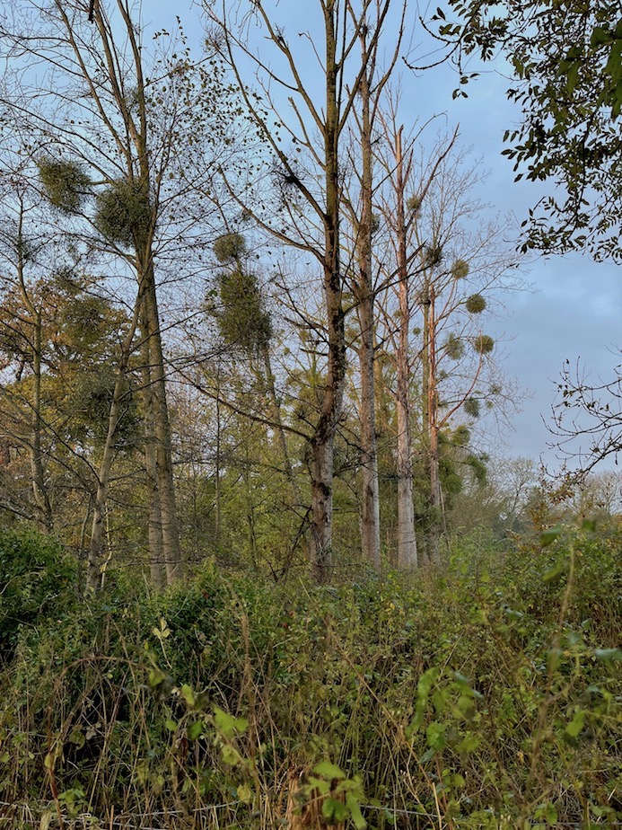 Vieux parc voisin en déprise; les arbres morts (peupliers) sont présents parce que le caractère privé de l'espace n'oblige pas le propriétaire à respecter des règles de sécurité. Cormorans, pics, fauvette à tête noire, pouillot véloce en hivernage.
