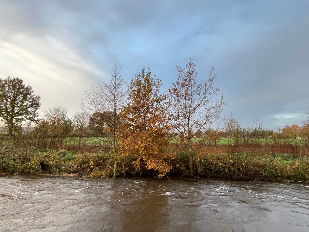 3-jeunes arbres.jpg (527.33 Kio) Vu 31626 fois Sur la rive gauche, de jeunes arbres spontanés s'installent (chênes et aulnes). A l'arrière plan, une aulnaie spontanée sur la zone humide de compensation.