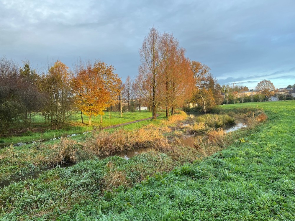 4- métaséquoia et ZH.jpg (541.82 Kio) Vu 31626 fois Alignement de métaséquoias sur la rive du bief et zone humide du bief. Les résineux paraissent peu attractifs pour les oiseaux. Par contre le bief est très fréquenté par les colverts en particulier.