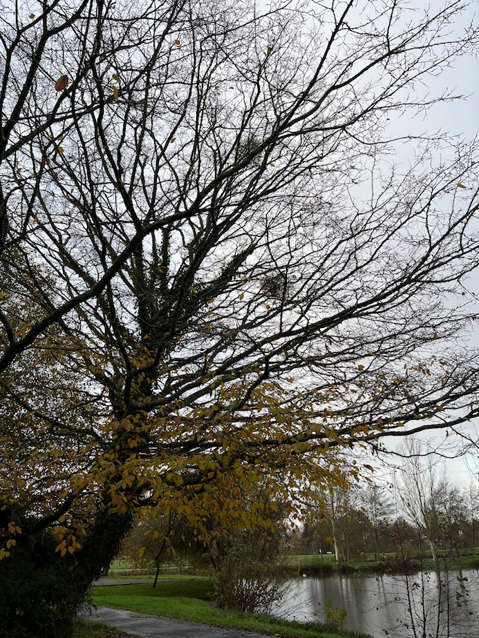 Peu fréquent, le gui parasitant un charme.