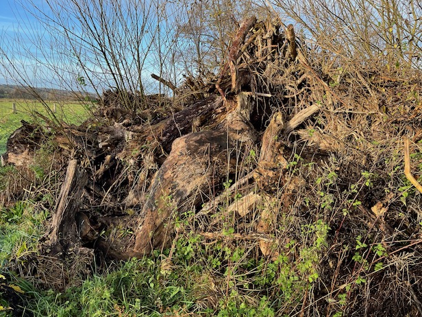 En 1 :  trois méandres sont exclus du  bail de location. L'un d'eux n'est pas boisé (hors implantation spontanée) mais nous y avons stocké des souches dont celles qui ont été extraites de la rive lors des travaux si mal menés lors de la &quot;restauration&quot; de la Sée...)