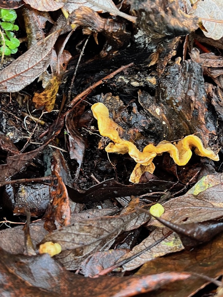 Stérée hirsute, champignon décomposeur ici sur souche de saule (détermination Jacques Rivière comme les suivantes)