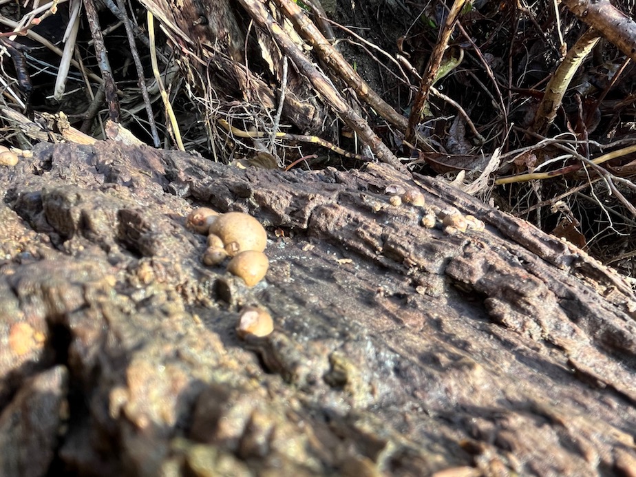Le &quot;lait de loup&quot; (Lycogala epidendrum), d'un beau rose à l'état jeune. Ce n'est pas un champignon mais un myxomycète (pas de mycélium) ayant cependant en commun avec le précédent de se nourrir du bois mort.