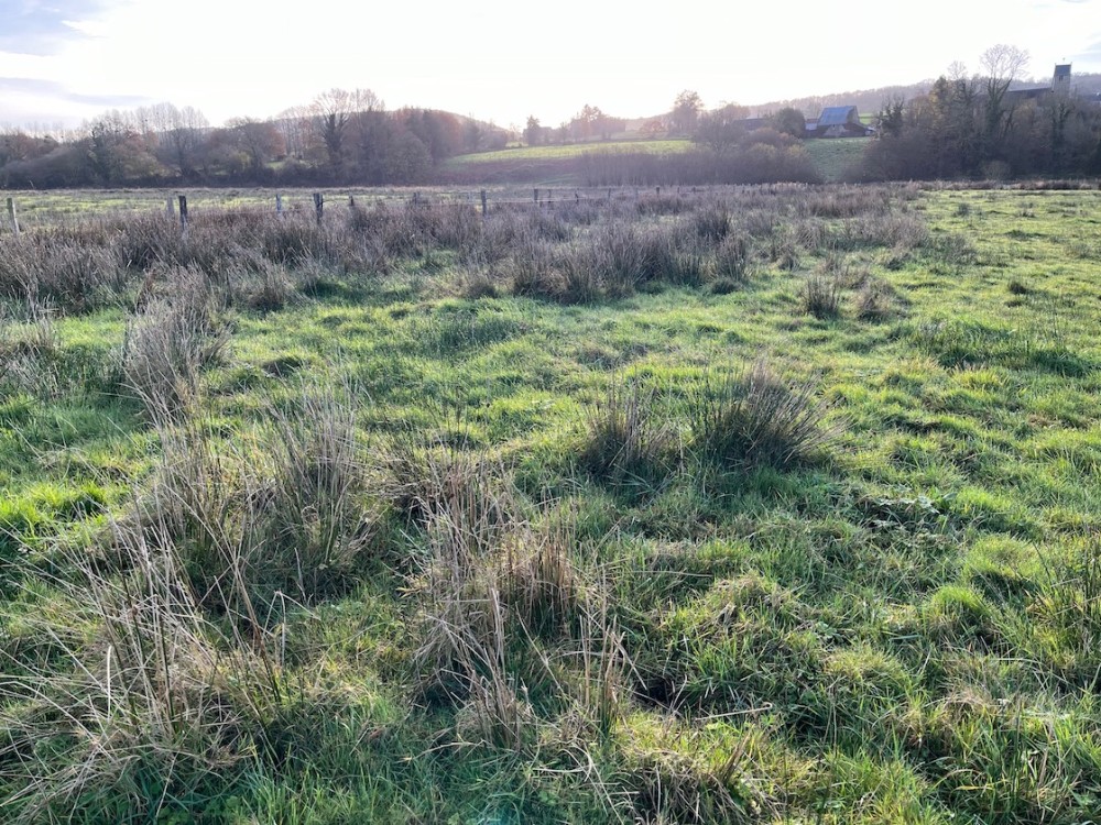 En été, ces fossés sont doublés de clôtures électriques qui protègent des zones de prairie en exclos. Actuellement, les joncs marquent par leur couleur la différence de gestion selon que les feuilles datent de moins de 6 mois (repousse après la fauche, à droite) ou plus à l'intérieur de l'exclos (à gauche sur la photo).