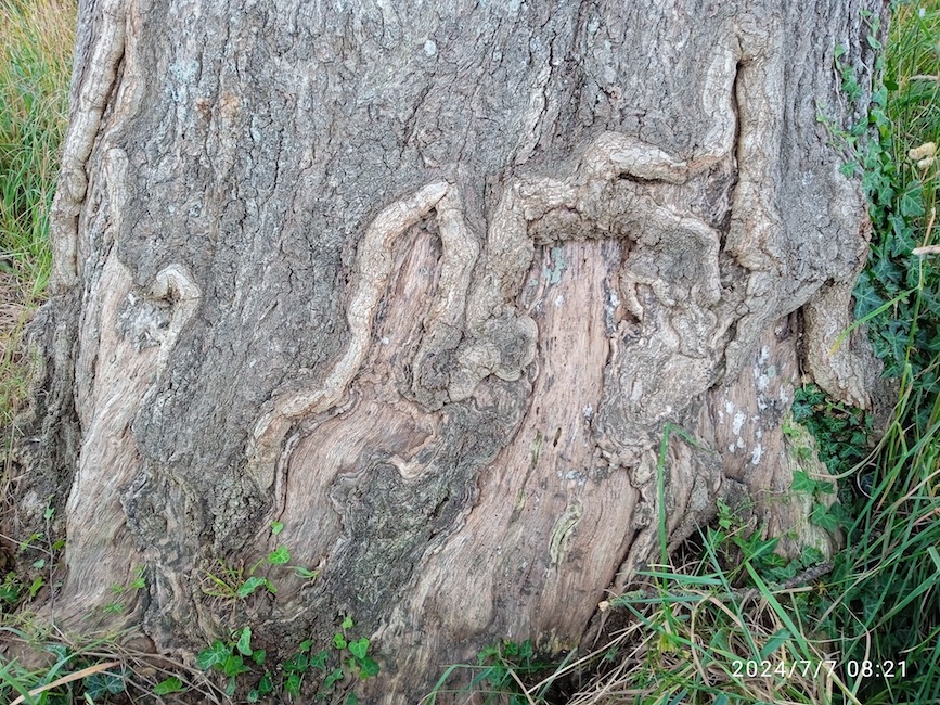 Vieux châtaigniers écorcés à la base par des chevaux. Haie voisine des étangs du Prieuré à Saint-Hilaire-du-Harcouët (donc non sous la responsabilité de la mairie).