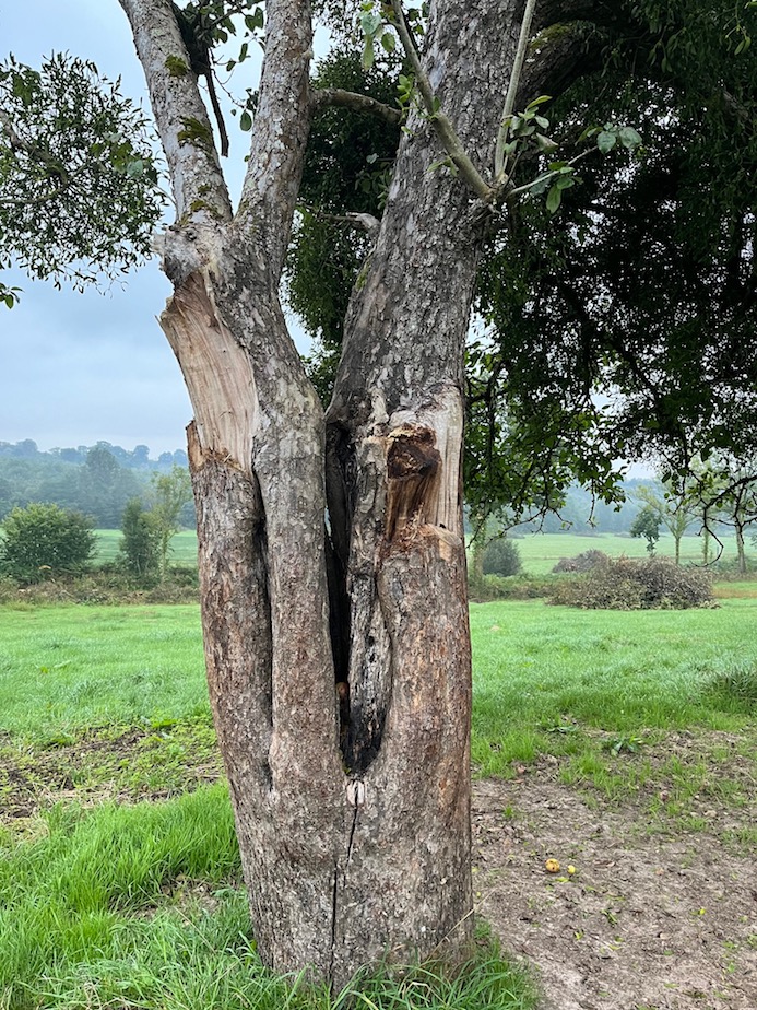 vieux pommier à "tronc martyrisé" mais riche en cavités et humus; parc du château de Cerisy-la-Salle