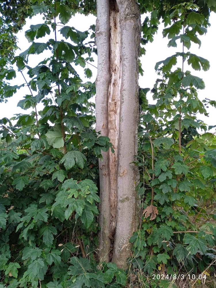 Erable sycomore fendu (foudre probable), en bordure du refuge de l'Etouvière à Cuves.