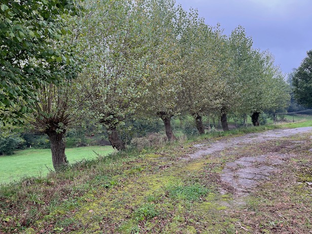 Alignement de peupliers têtards, parc du château de Cerisy