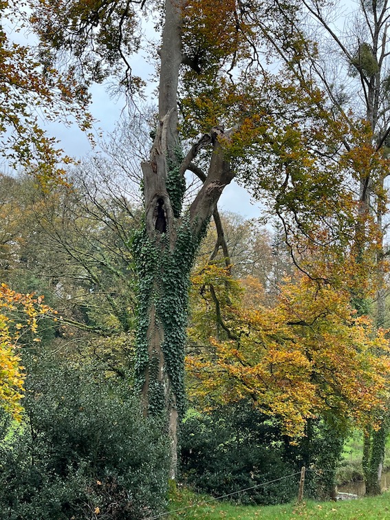 Vieux hêtre, branches cassées et cavités. Parc du château de Cerisy-la-Salle.